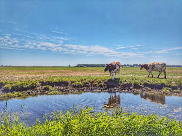 istock Rural scene in the netherlands 1001332636