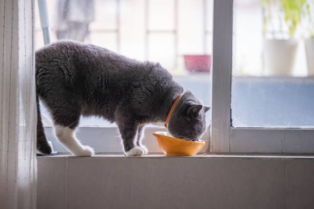 istock The British short hair cat is eating. 1001339046