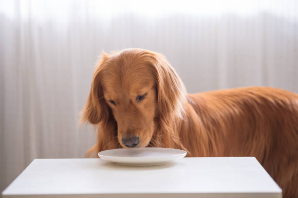 istock The golden Retriever is eating. 1001339088