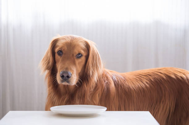 istock The golden Retriever is eating. 1001339118