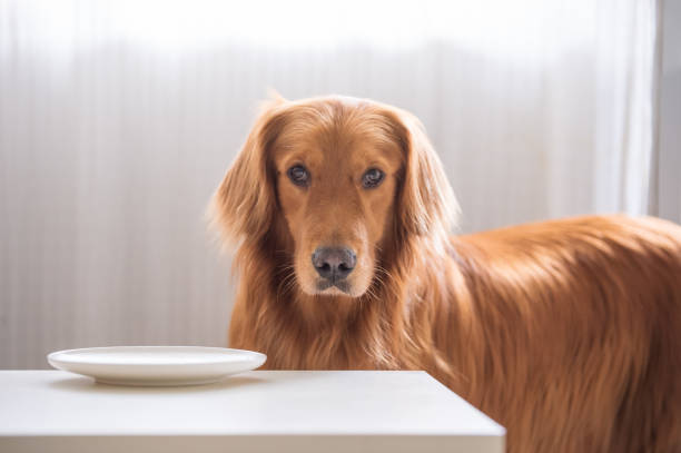 istock The golden Retriever is eating. 1001339120