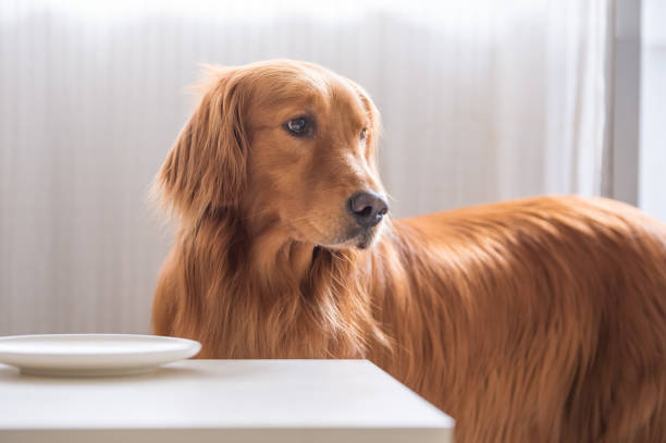 istock The golden Retriever is eating. 1001339144