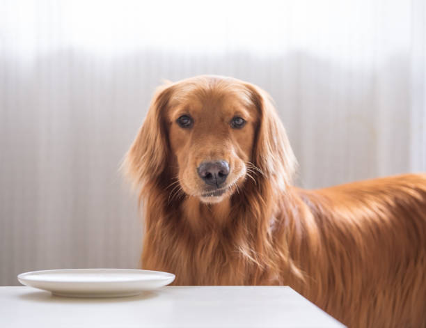 istock The golden Retriever is eating. 1001339170