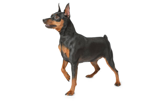 istock Purebred miniature Pinscher over white 1001342174