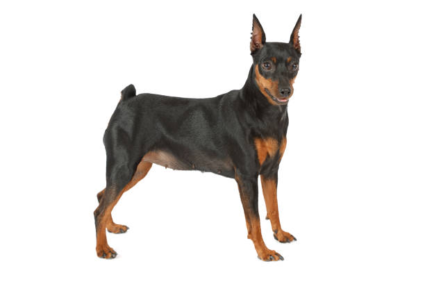 istock Miniature Pinscher dog isolated on white background 1001342176