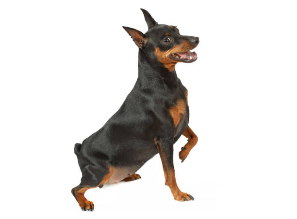 istock Miniature Pinscher on a white background 1001342762