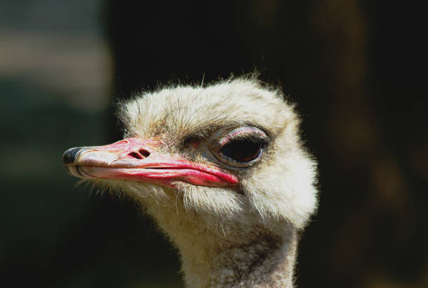 Ostrich Common ostrich - Portrait ( Struthio camelus ) somali ostrich stock pictures, royalty-free photos & images