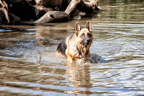 psy obecnie bush australia zachodnia - dog retrieving german shepherd pets zdjęcia i obrazy z banku zdjęć