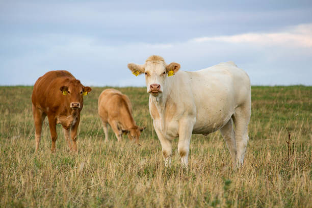 istock Portrait of white cow with two bronwn, standing on grass 1001346278