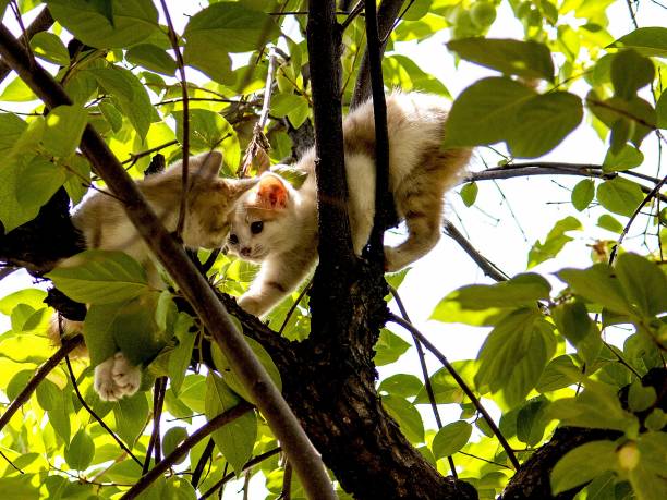 istock Meeting of two kittens. 1001346288