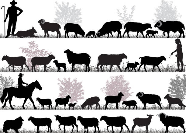 Herd of sheep Silhouettes of sheeps, rams and lambs outdoors ewe stock illustrations