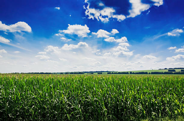 istock Summer field against the blue sky. Beautiful landscape. 1001350146