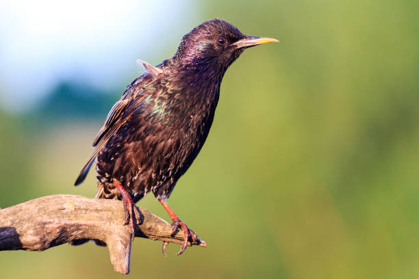 istock Starling sits on a branch in summer morning 1001354136