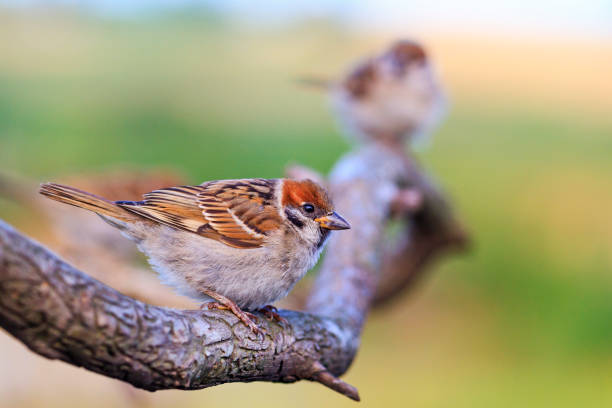istock sparrows are sitting on a beautiful branch 1001354152