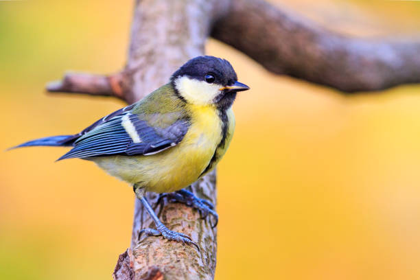 istock young bird sitting on a branch in summer morning 1001354164