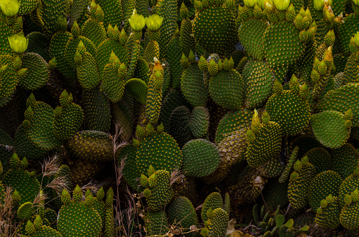 wild green cactuses in andalusia, plants typical for dry tropical climate, nature