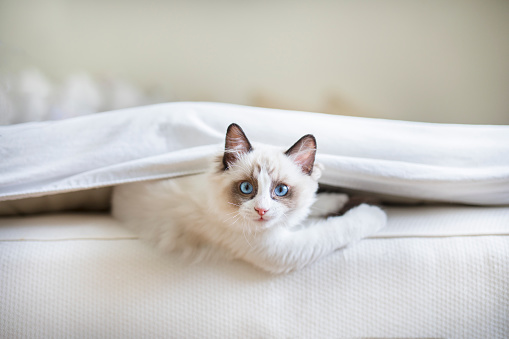 Un lindo gatito Ragdoll en la cama photo