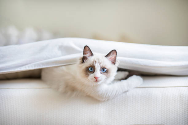 un lindo gatito ragdoll en la cama - animal skin fotos fotografías e imágenes de stock