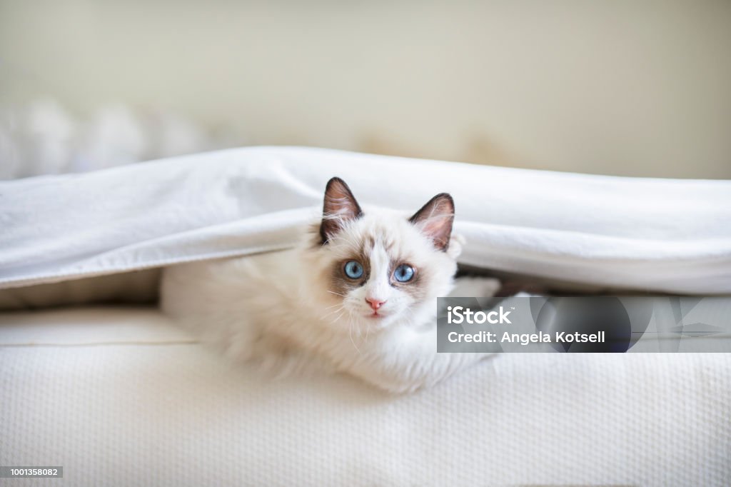 A cute Ragdoll kitten in the bed A cute Ragdoll kitten in the bedroom, tucked in between the sheets and the mattress. The little blue eyed cat is looking at the camera with a mischievous look upon its face. Domestic Cat Stock Photo