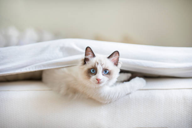 A cute Ragdoll kitten in the bed A cute Ragdoll kitten in the bedroom, tucked in between the sheets and the mattress. The little blue eyed cat is looking at the camera with a mischievous look upon its face. hiding photos stock pictures, royalty-free photos & images