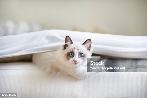 A Cute Ragdoll Kitten In The Bed Stock Photo - Download Image Now - Domestic Cat, Ragdoll Cat, Bed - Furniture