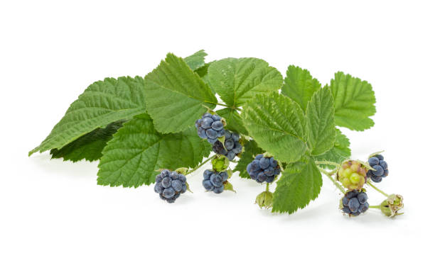 Twig of the wild blackberry with berries and leaves