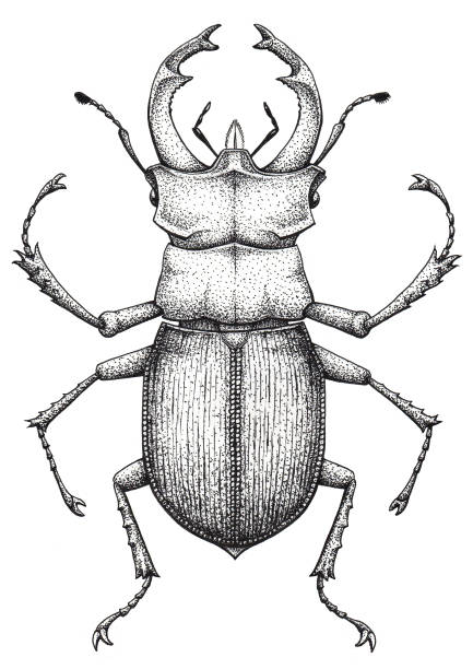 ilustraciones, imágenes clip art, dibujos animados e iconos de stock de arte del tatuaje de escarabajo ciervo. lucanus cervus. tatuaje de labor de punto. insectos. símbolo de autoridad, fuerza, poder y nobleza. - silhouette stag beetle beetle insect