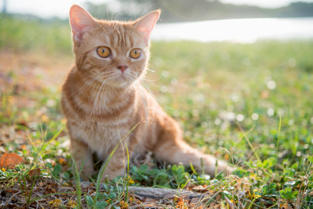 istock Close up cute cat eye on green grass with bright blur background 1001363600