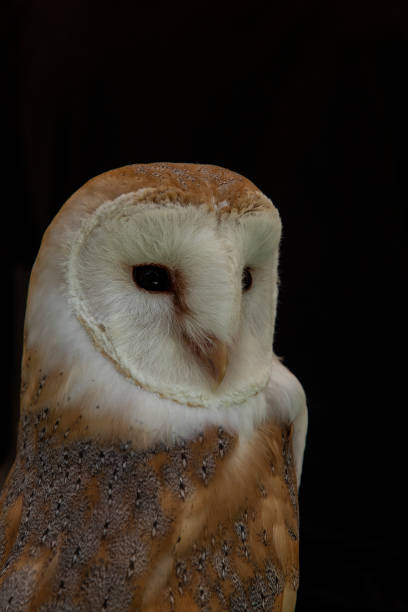 istock Barn Owl, Tyto alba 1001366072