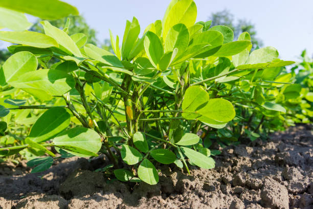 istock Plant of the young peanut close-up 1001366110