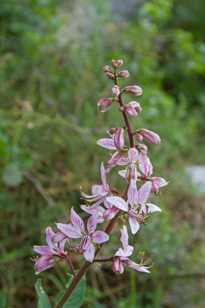 istock Dictamus albus 1001371052