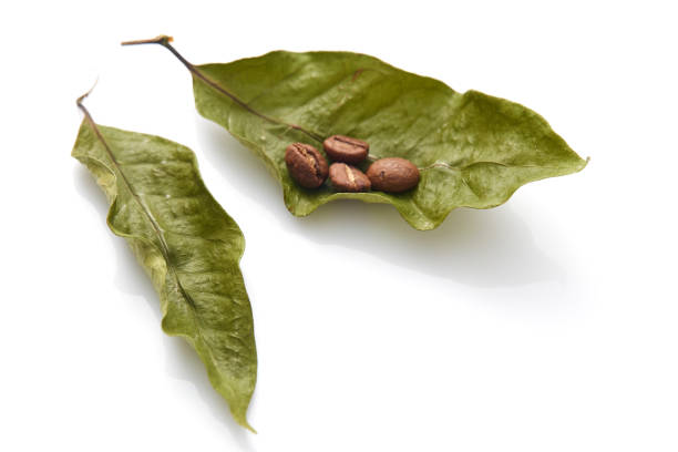 Coffee beans with coffee leaves on white background