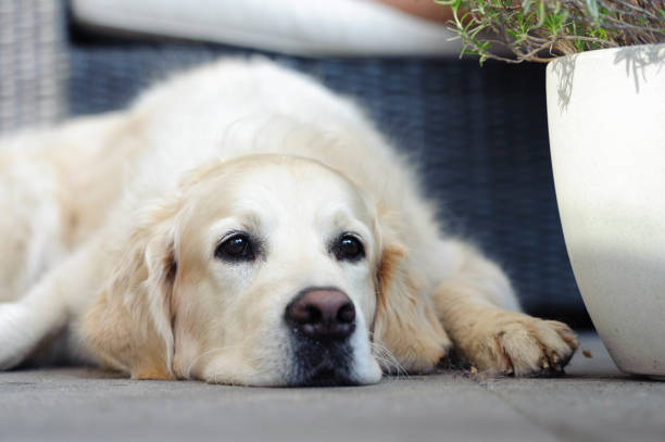 istock guus de golden retriever 1001375344