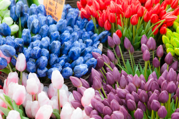 istock Holland Tulips Flower 1001378742