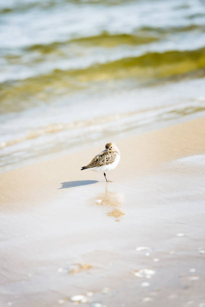 istock Sandpipper on seashore. Baltic seaside. 1001381770