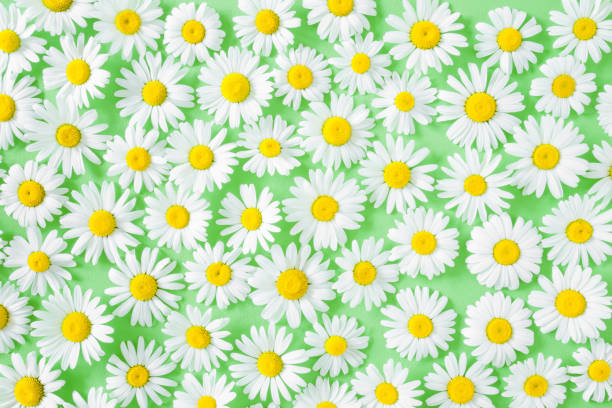Fresh, white daisies on pastel green background. Wild flowers.  Meadow concept. Springtime. Bright colors. Mockup for special offers as advertising or other ideas. Flat lay. Top view.