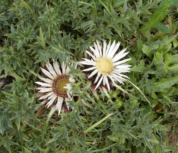istock blossom of a silver thistle 1001385626
