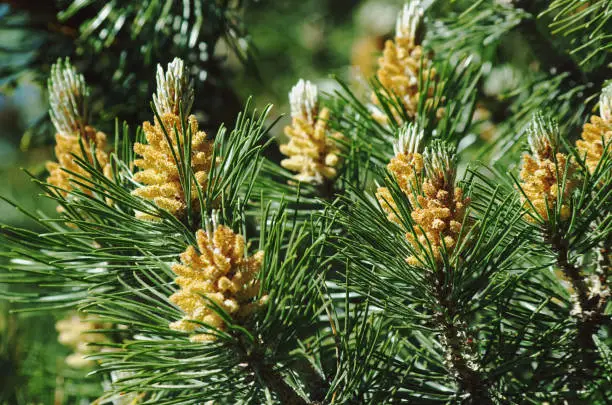 Pinus mugo - It is also known as creeping pine, dwarf mountain pine, mugo pine.