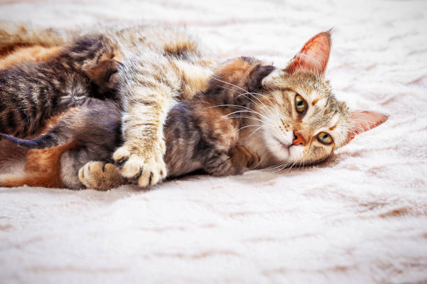 istock Mother cat nursing baby kittens 1001386938