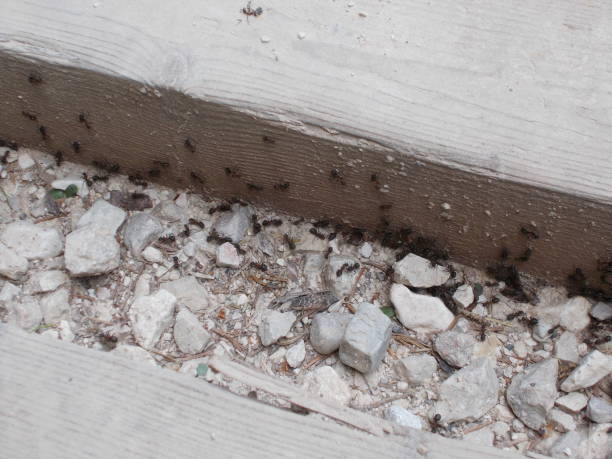 istock many ants stones street 1001386954