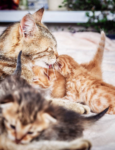istock Mother cat nursing baby kittens 1001389578