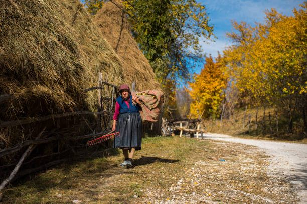 vieille femme transportant le foin pour les animaux - romanian hay photos et images de collection