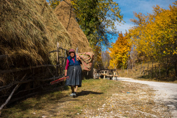 Ramet, Romania - October 19, 2017: An old woman carrying hay for livestock in the rural area of Transylvania at autumn