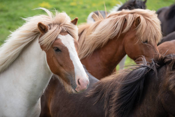 istock Icelandic Horses in summer ,Iceland. 1001389986