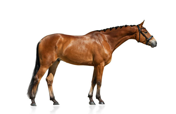 istock Purebred horse standing 1001390060