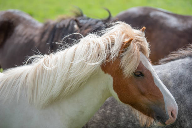 istock Icelandic Horses in summer ,Iceland. 1001390206