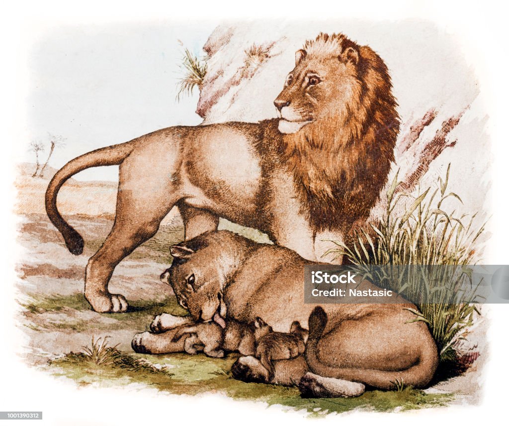 Lion couple with cub Illustration of a Lion couple with cub Lion - Feline stock illustration