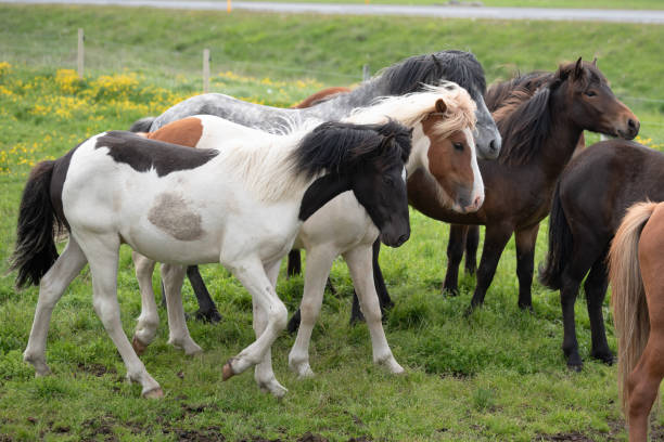 istock Icelandic Horses in summer ,Iceland. 1001390536