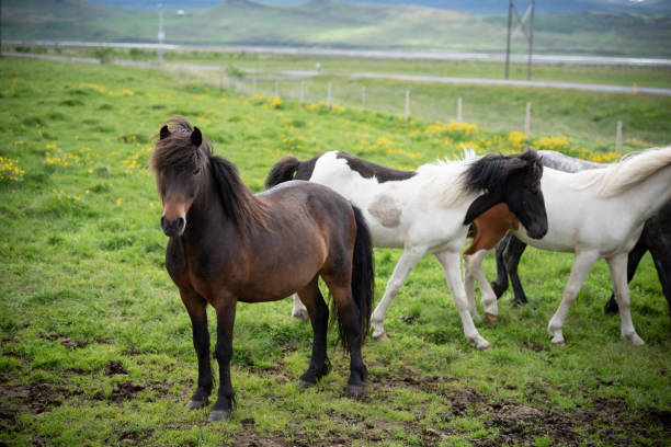 istock Icelandic Horses in summer ,Iceland. 1001392800