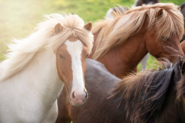 istock Icelandic Horses in summer ,Iceland. 1001392842